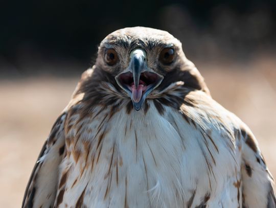 EUP Wildlife: Birds, Bugs & More