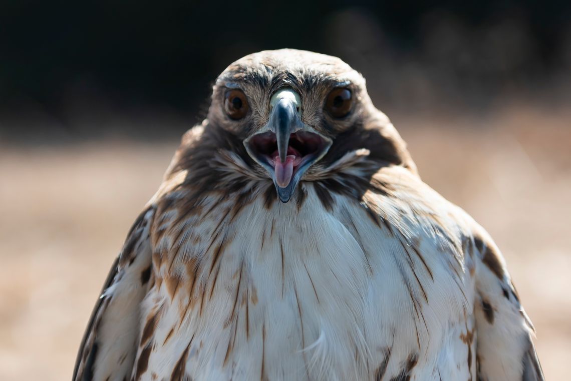 EUP Wildlife: Birds, Bugs & More EUP Wildlife: Birds, Bugs & More