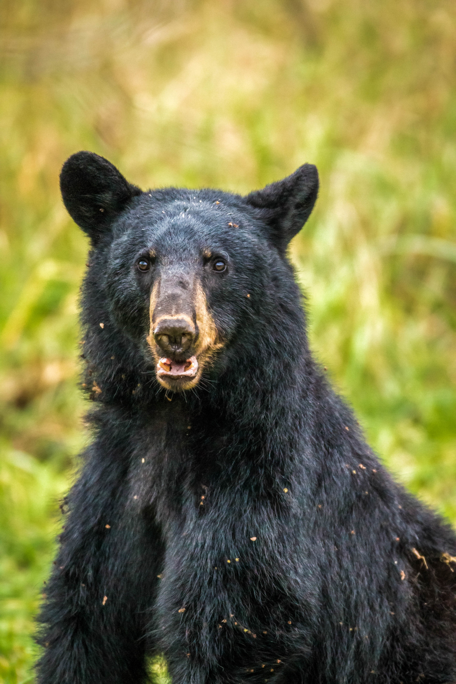 Black Bear