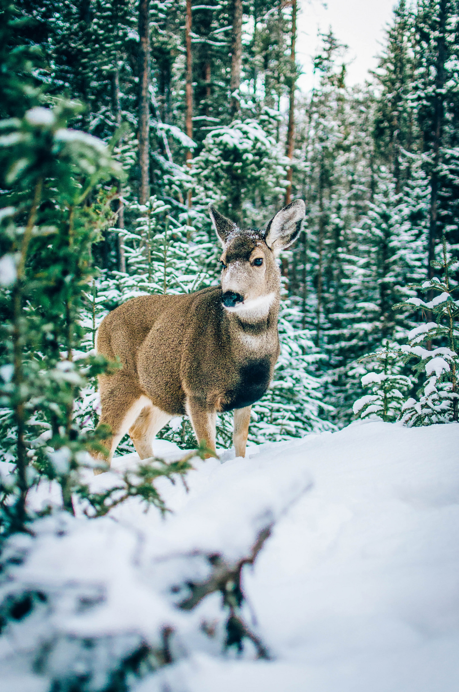 White-tailed Deer