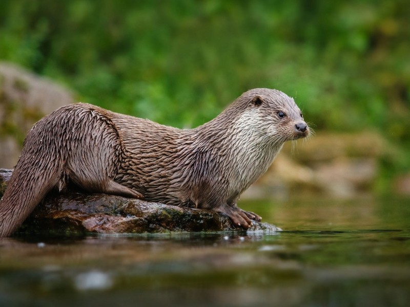 River Otter